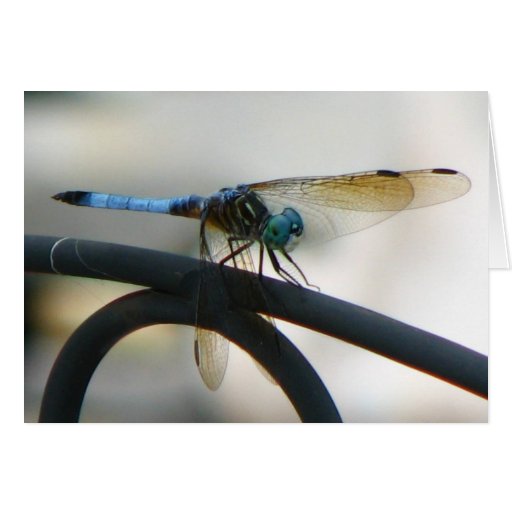 Dragonfly Greeting Cards