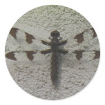 dragonfly   IMG_1399 Round Stickers