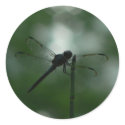 Dragonfly in Silhouette on Horsetail Rush stickers