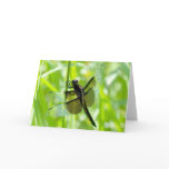 Dragonfly in the Garden cards