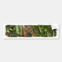 Dragonfly in the Weeds Bumper Stickers