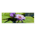 Dragonfly Lotus business cards