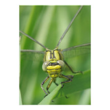 Dragonfly Macro Photo Custom Invitation