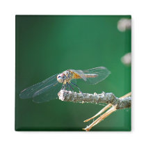 DragonFly Magnets