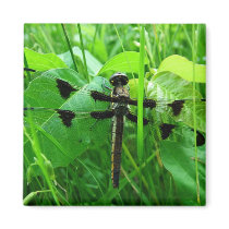 Dragonfly Refrigerator Magnets