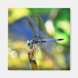 Dragonfly Magnet