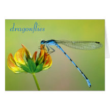Dragonfly Notecards
