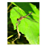 Dragonfly On Branch Post Cards