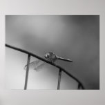 Dragonfly On Fence Macro Black White Print