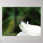 Dragonfly on Lily posters