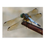 Dragonfly Post Card