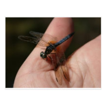 Dragonfly Post Cards