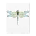 DragonFly postcards