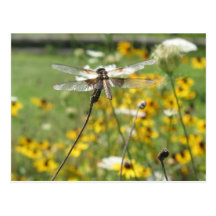 DragonFly Postcards