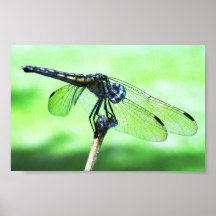 Dragonfly Poster