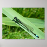 Dragonfly posters