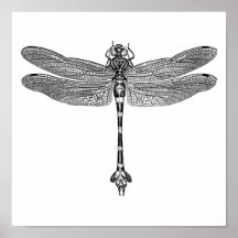 Dragonfly Posters