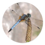 Dragonfly / Round Stickers