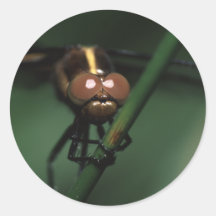 dragonfly round stickers
