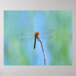 "Dragonfly Smile" posters