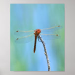 "Dragonfly Smile" posters