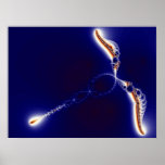 Dragonfly Spirit Poster