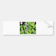 Dragonfly with blue eyes bumper stickers