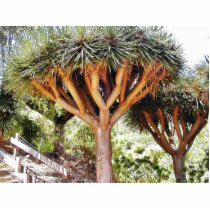 Dragons Blood Trees Photo Sculptures