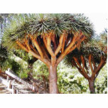 Dragons Blood Trees photo sculptures