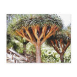 Dragons Blood Trees postcards