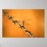 Dragonwire posters