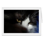 Drama Cat Eyes Greeting Card