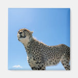 Dramatic Cheetah Magnet