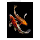 Dramatic Koi Pair with Japanese Proverb cards