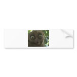 Dramatic Lemur bumper stickers