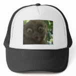 Dramatic Lemur hats