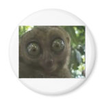 Dramatic Lemur magnets