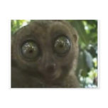 Dramatic Lemur postcards