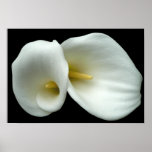 Dramatic White Lilies on Black  Poster