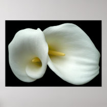 Dramatic White Lilies on Black  Poster