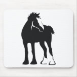 Draught   Foal