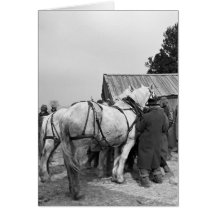 Draught   Horse Auction, 1930s Cards