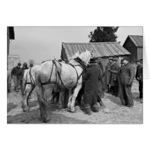 Draught   Horse Auction, 1930s Greeting Cards