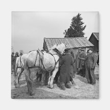 Draught   Horse Auction, 1930s Magnet
