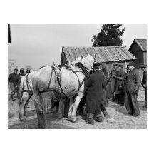 Draught   Horse Auction, 1930s Postcards