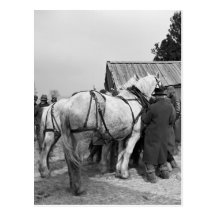 Draught   Horse Auction, 1930s Postcards