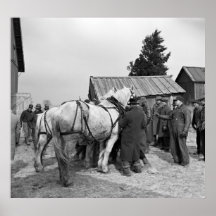 Draught   Horse Auction, 1930s Print
