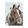 Draught   horse in harness postcard