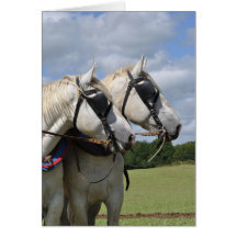 Draught   horse portrait card