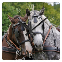 Draught   horse team